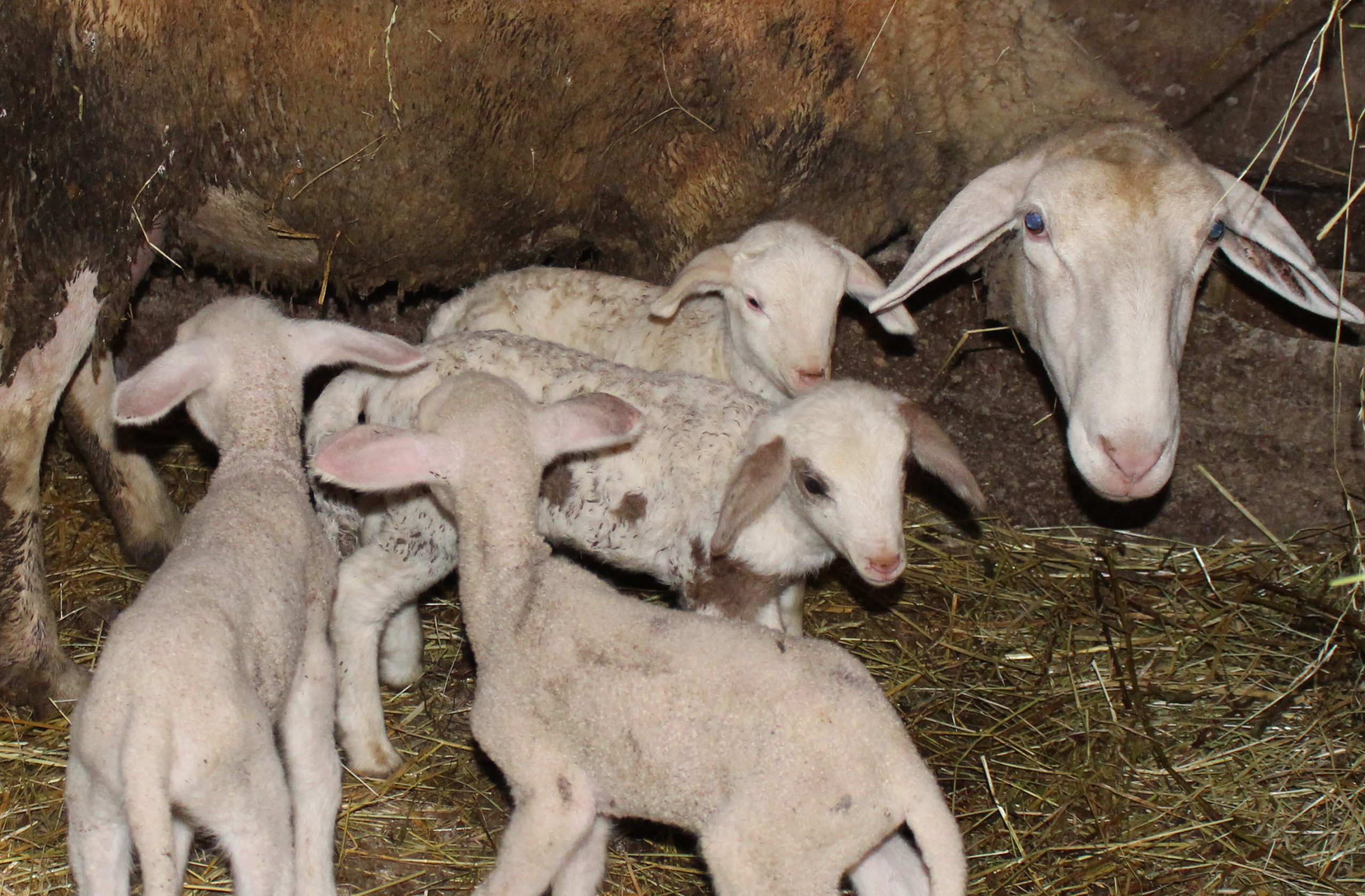 FOTO: MILAN PILIPOVIĆ/RAS SRBIJA