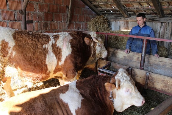 Braća rade u štali, mlinu i na njivi