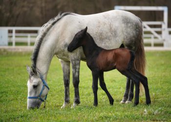 Ždrijebe Konjice Žandarmerije MUP-a Republike Srpske - Foto: RTRS