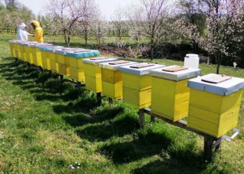 MALI PRINOSI, VELIKA POTRAŽNJA Korona povećala prodaju meda, pčelari ostali bez zaliha
