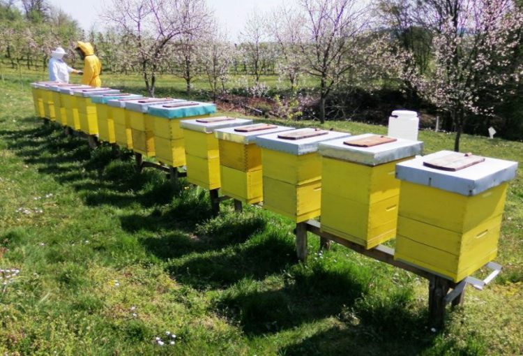 MALI PRINOSI, VELIKA POTRAŽNJA Korona povećala prodaju meda, pčelari ostali bez zaliha