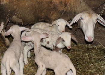 FOTO: MILAN PILIPOVIĆ/RAS SRBIJA