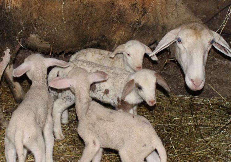 FOTO: MILAN PILIPOVIĆ/RAS SRBIJA