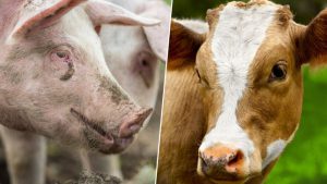 Zarazne bolesti na području Gradiške u 2025. godini