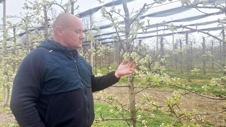 Voćar, Gradiška, Potkozarje, mraz