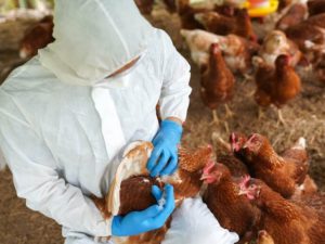 ptice grip podsticaji preventiva oprez