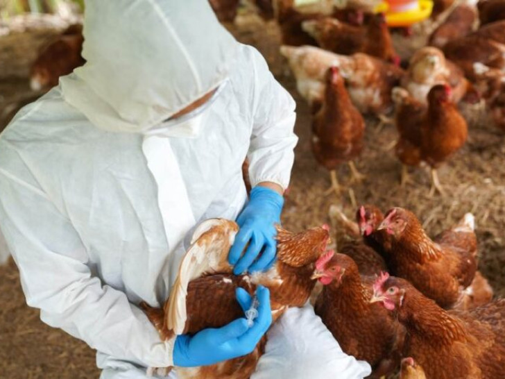 ptice grip podsticaji preventiva oprez