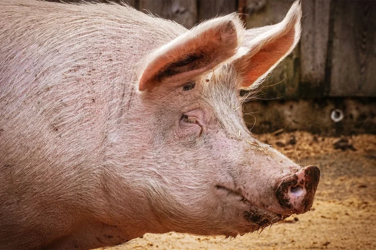 Foto: Pixabay/Ilustracija