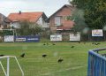 Foto: Micro mreža